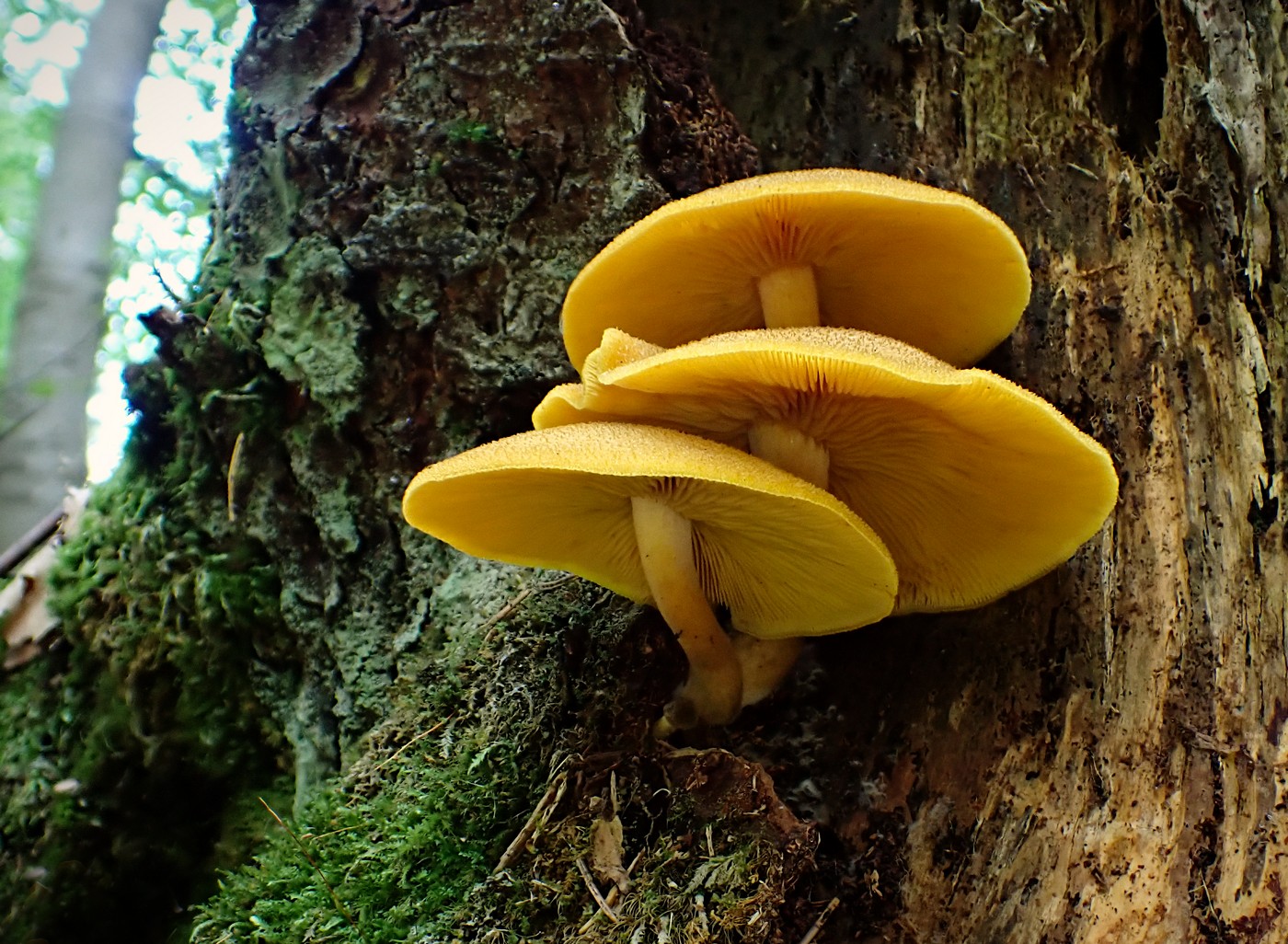 20250909 Myko Harr (15)