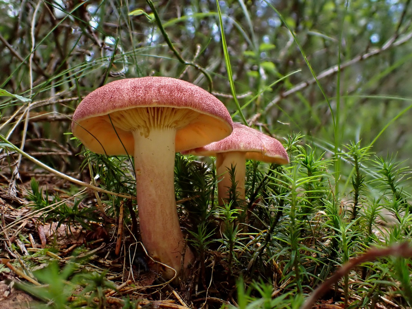 20250909 Myko Harr (17)