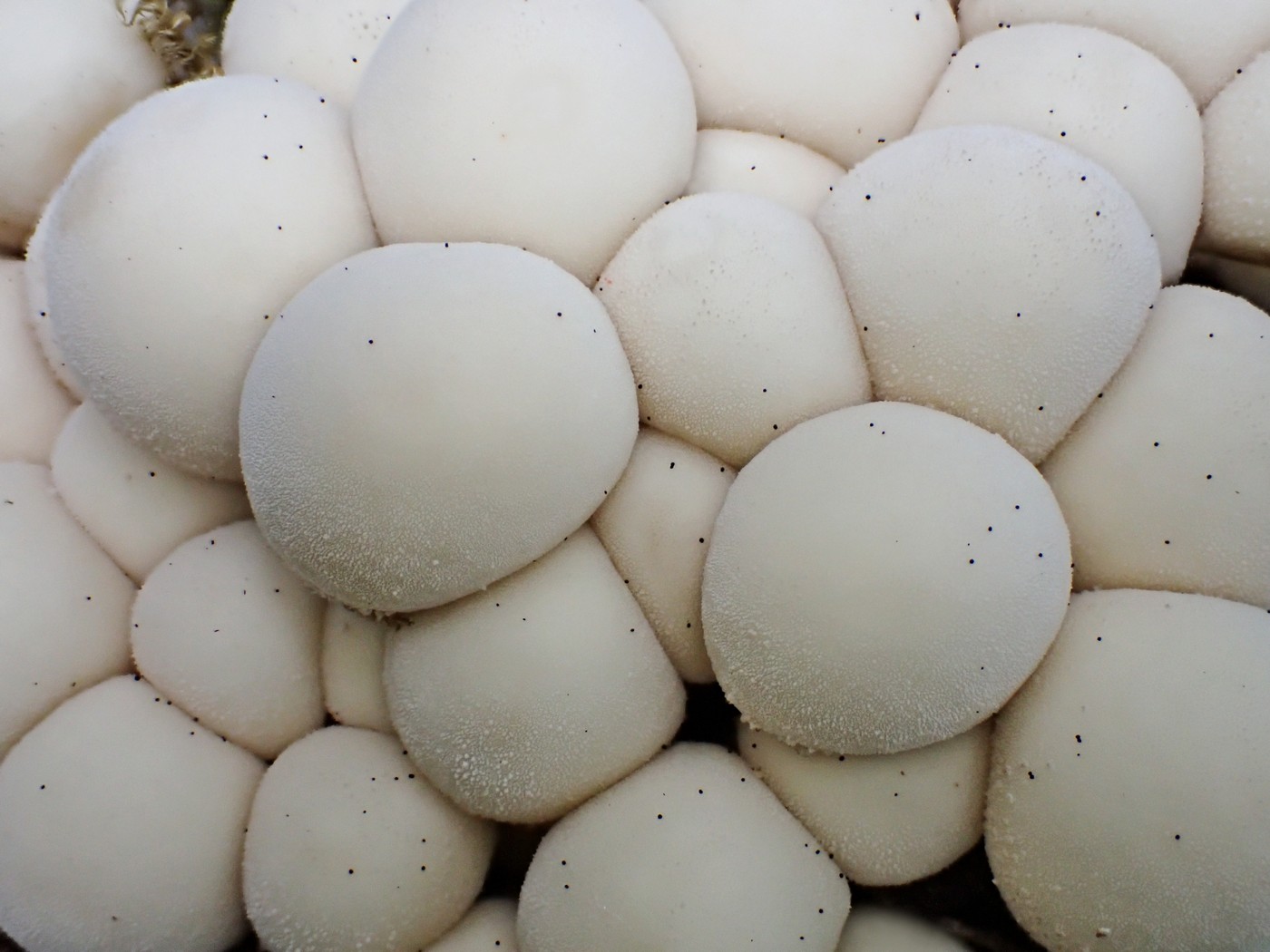 20250909 Myko Harr (20)