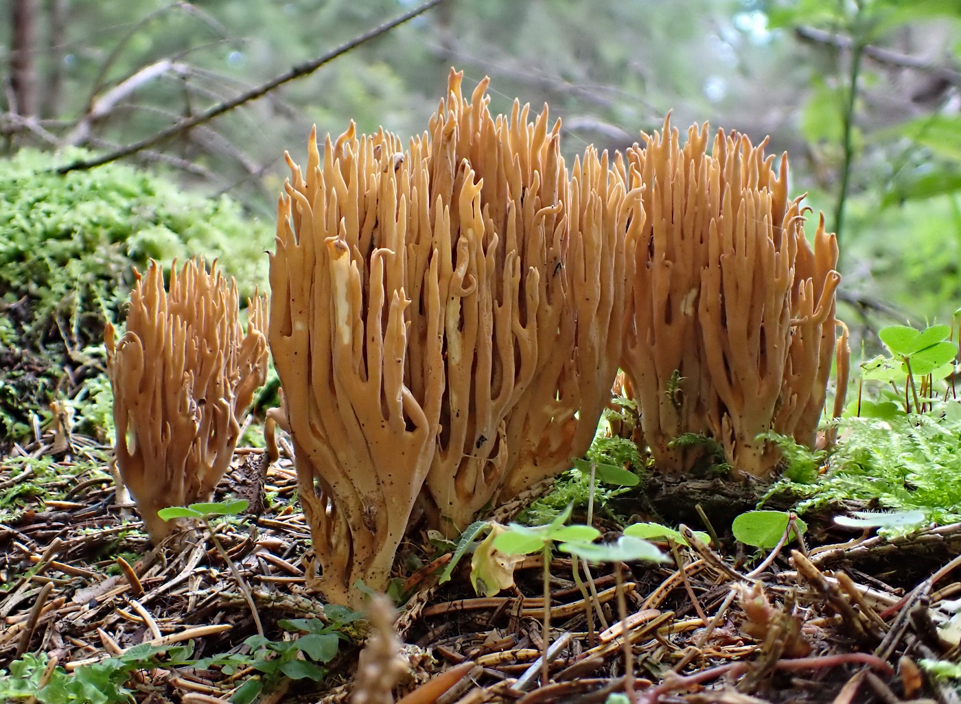 20250909 Myko Harr (21)