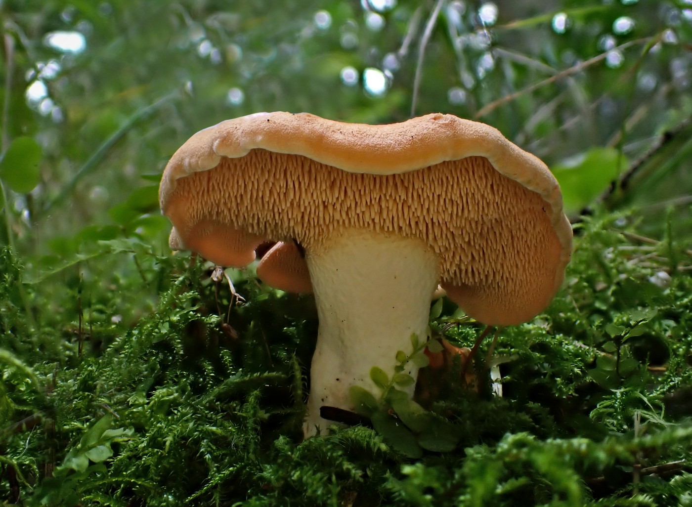 20250909 Myko Harr (23)