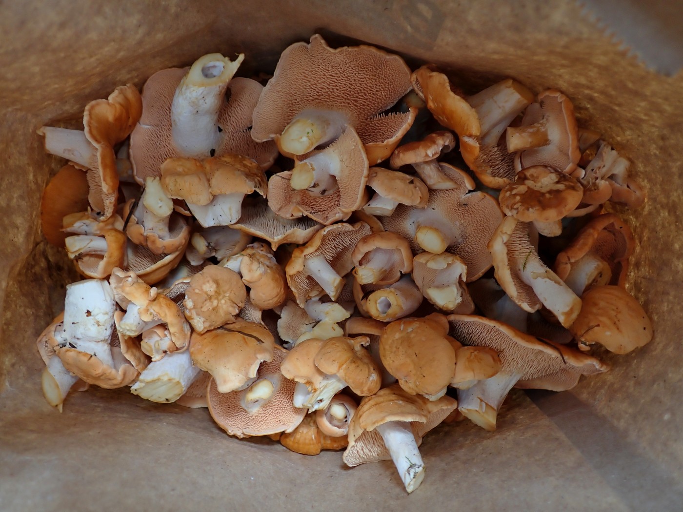 20250909 Myko Harr (25)