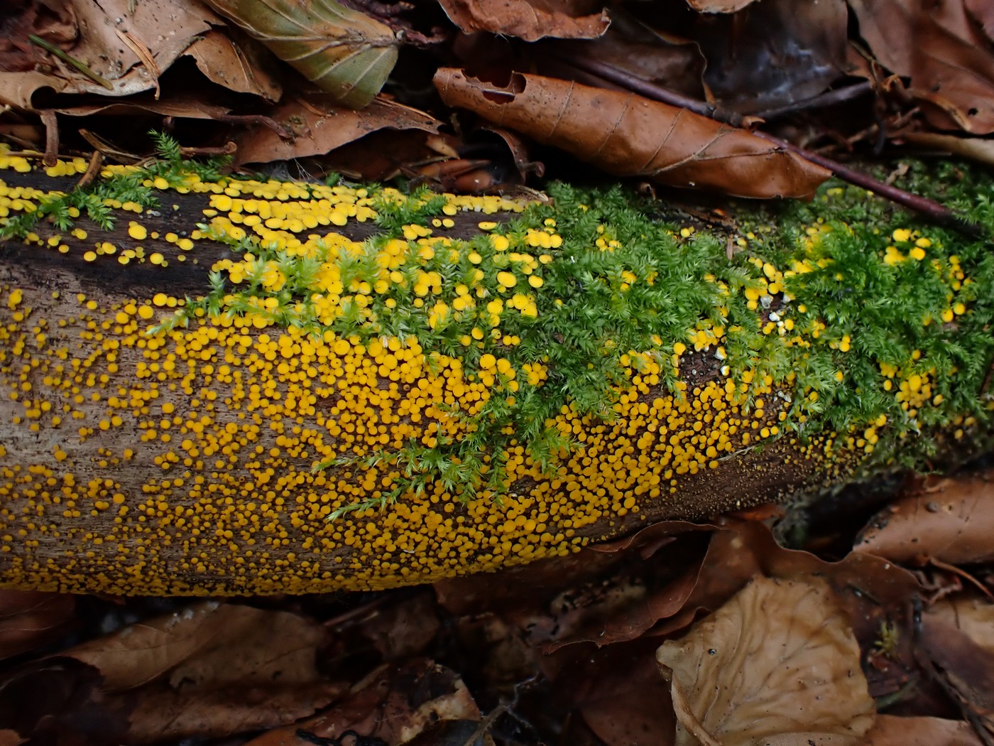 20250910 Myko Harr (11)