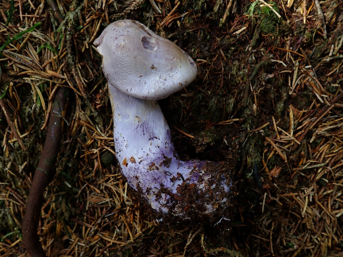 20250910 Myko Harr (13)