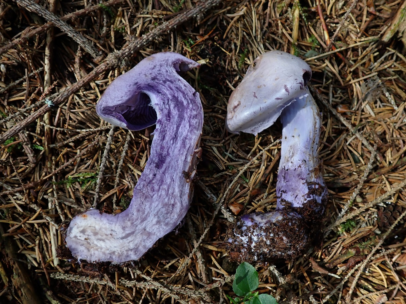 20250910 Myko Harr (14)