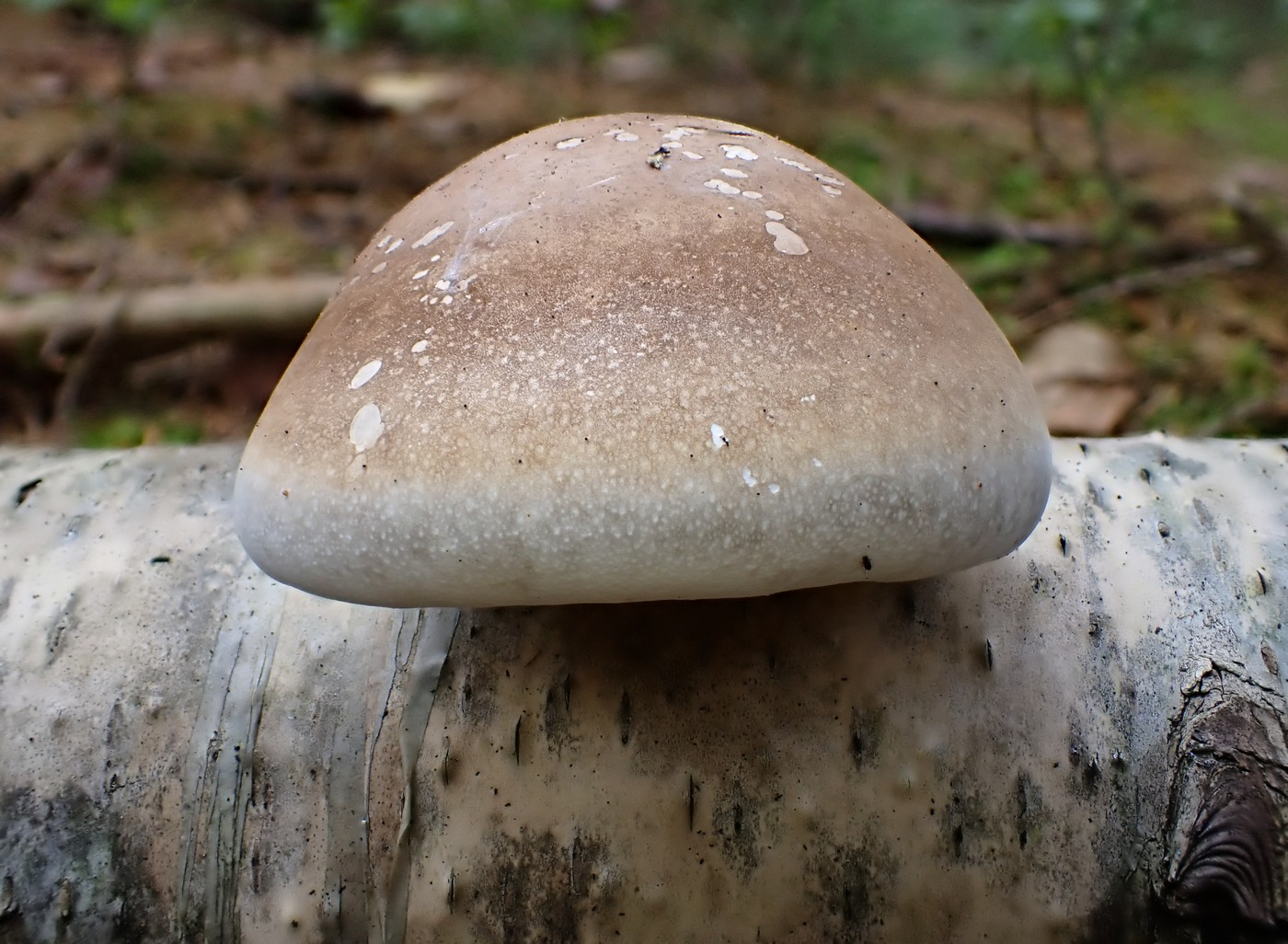 20250910 Myko Harr (15)