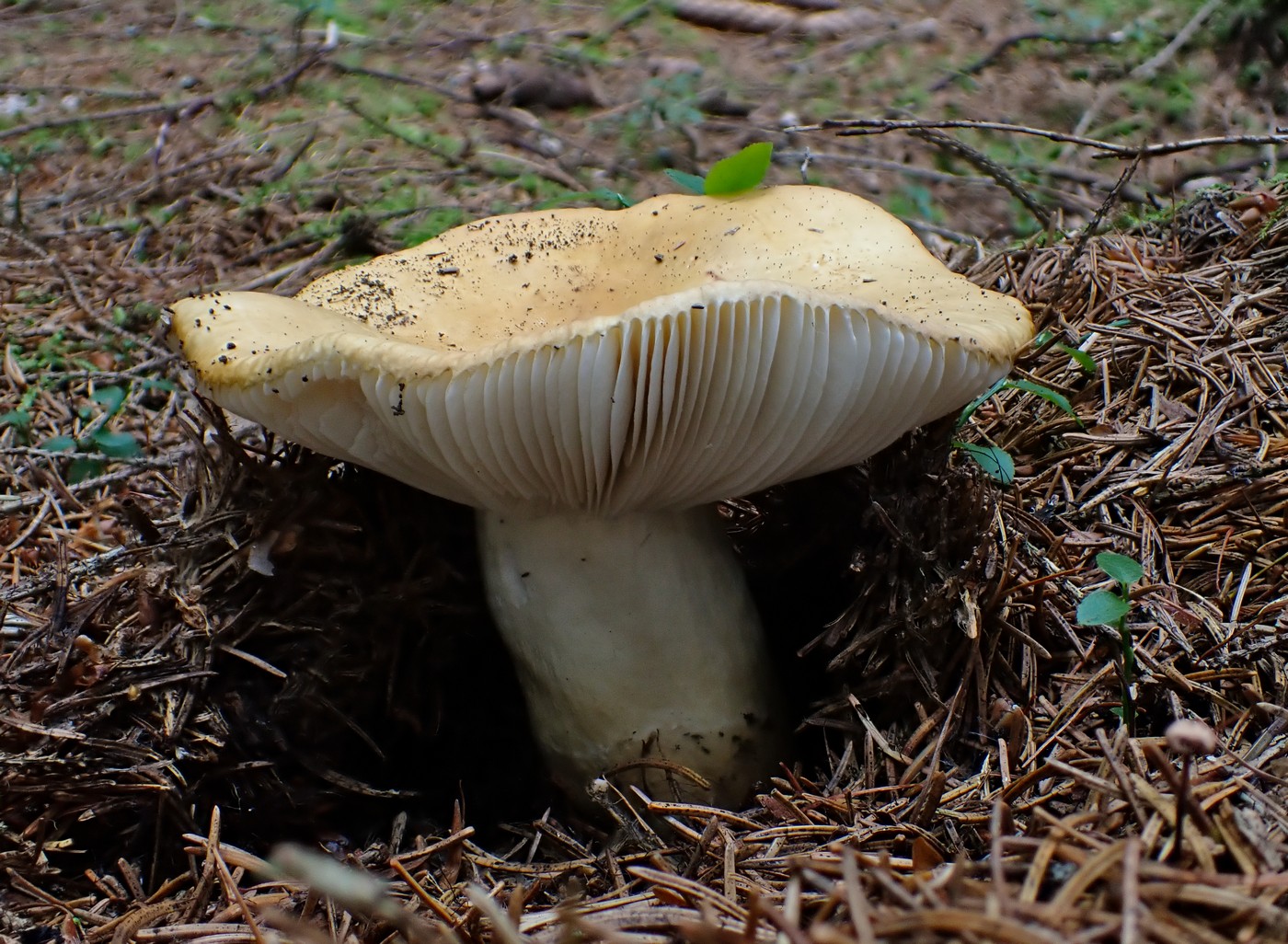 20250910 Myko Harr (16)