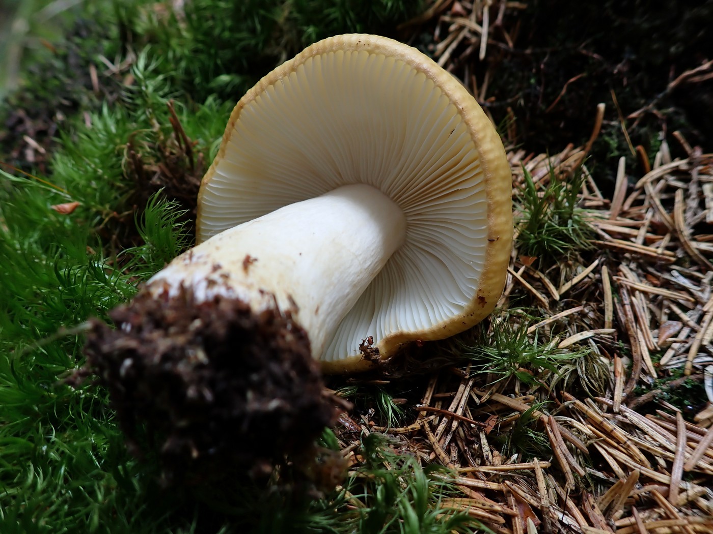 20250910 Myko Harr (18)