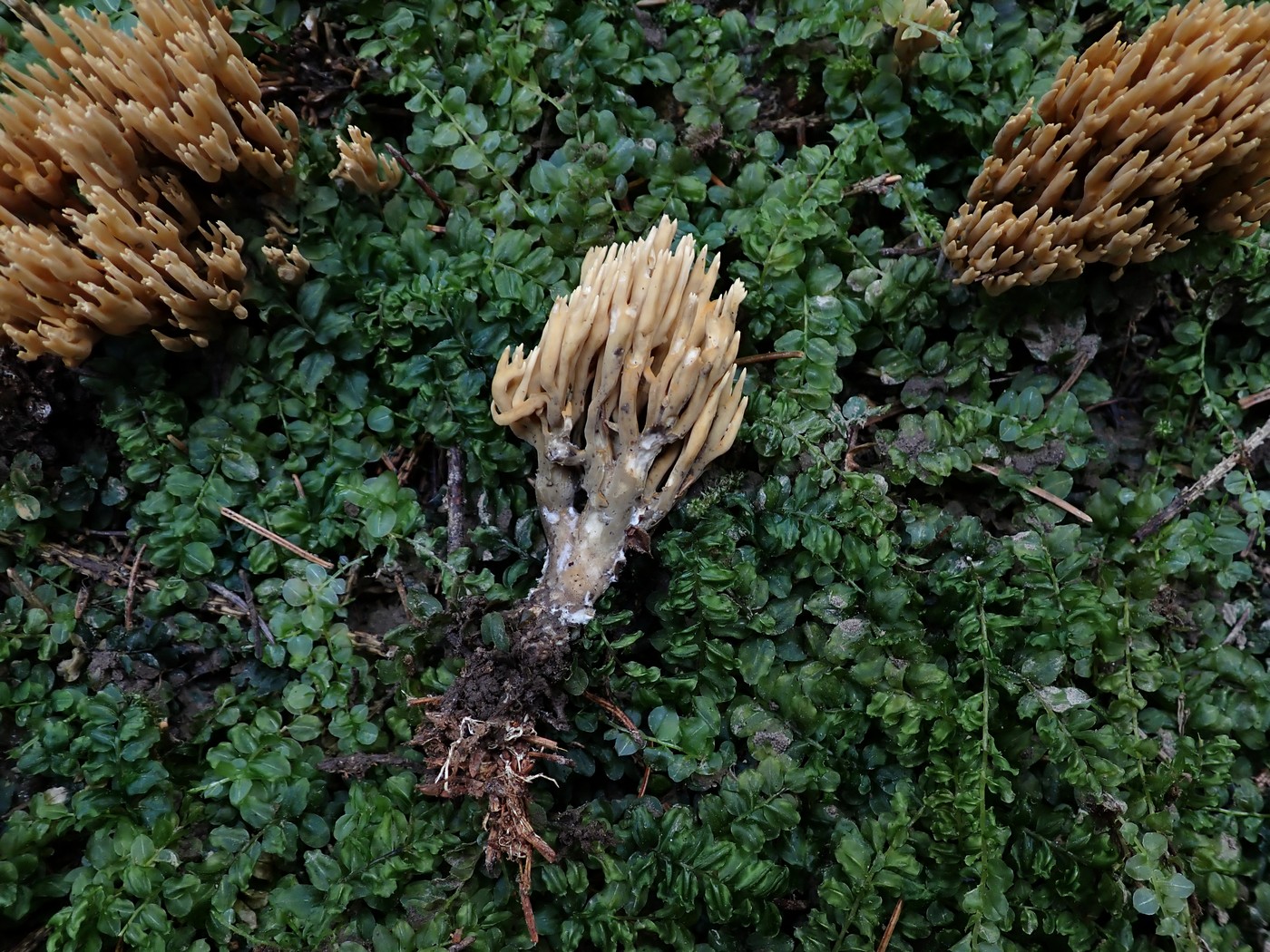 20250910 Myko Harr (22)