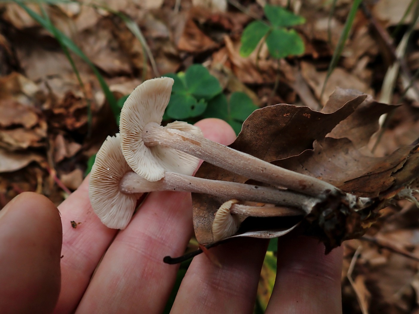 20250910 Myko Harr (24)