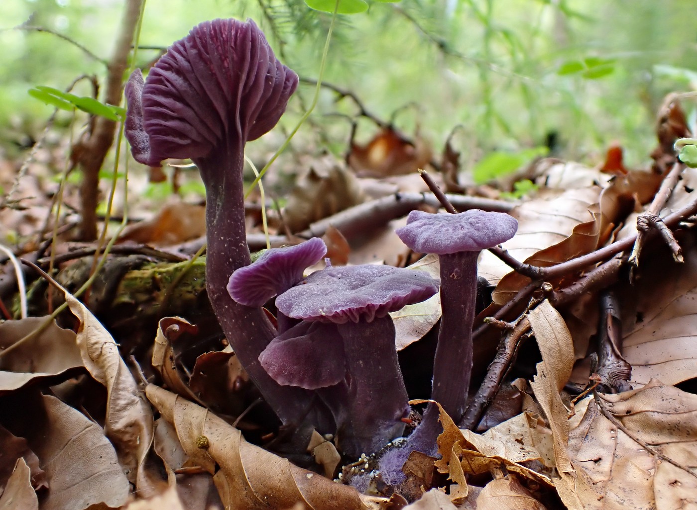 20250910 Myko Harr (26)