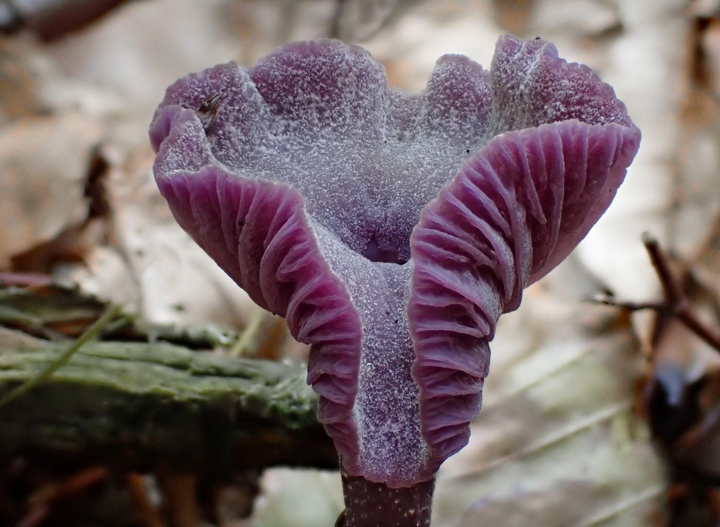 20250910 Myko Harr (27)