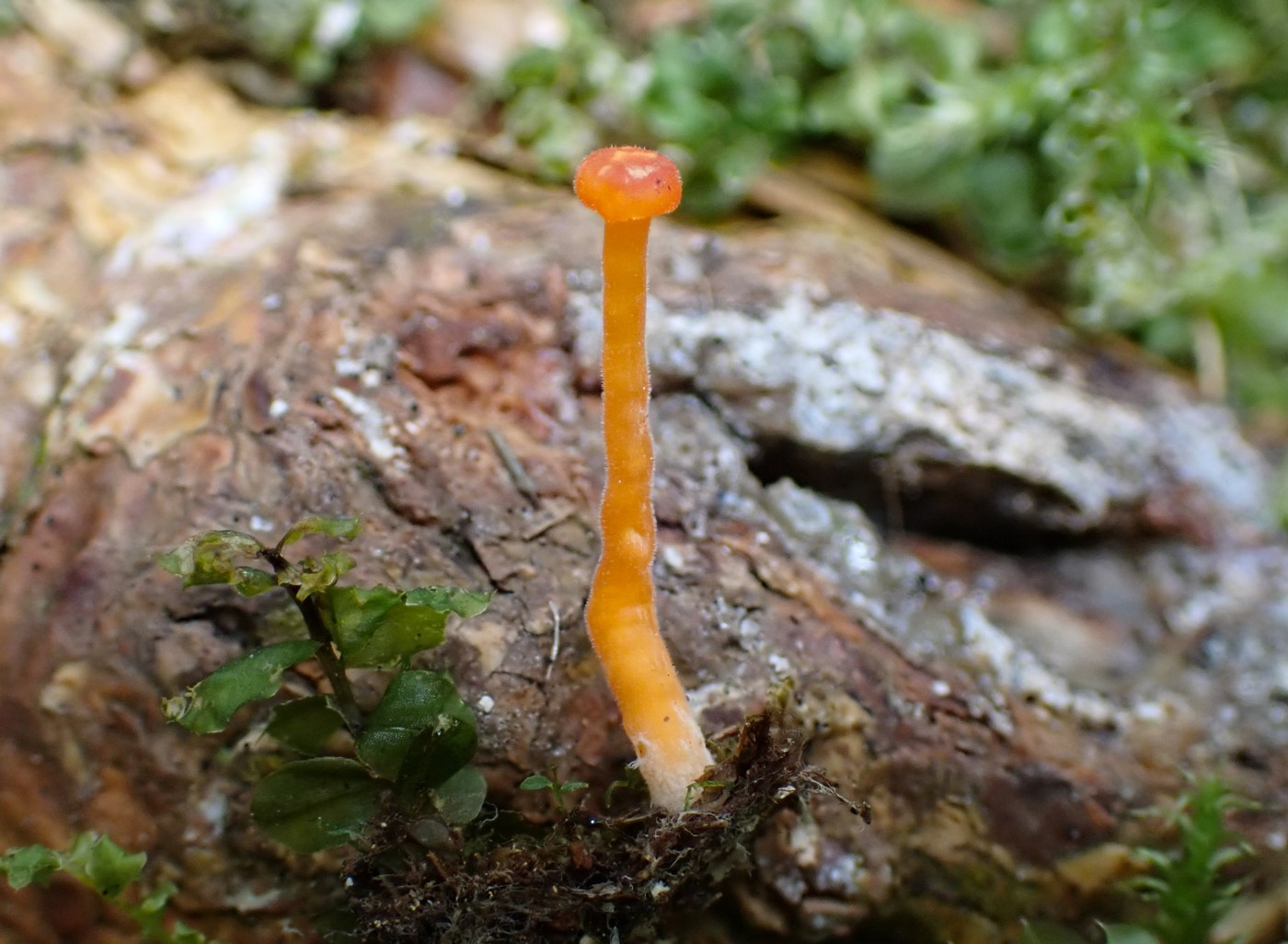 20250910 Myko Harr (30)