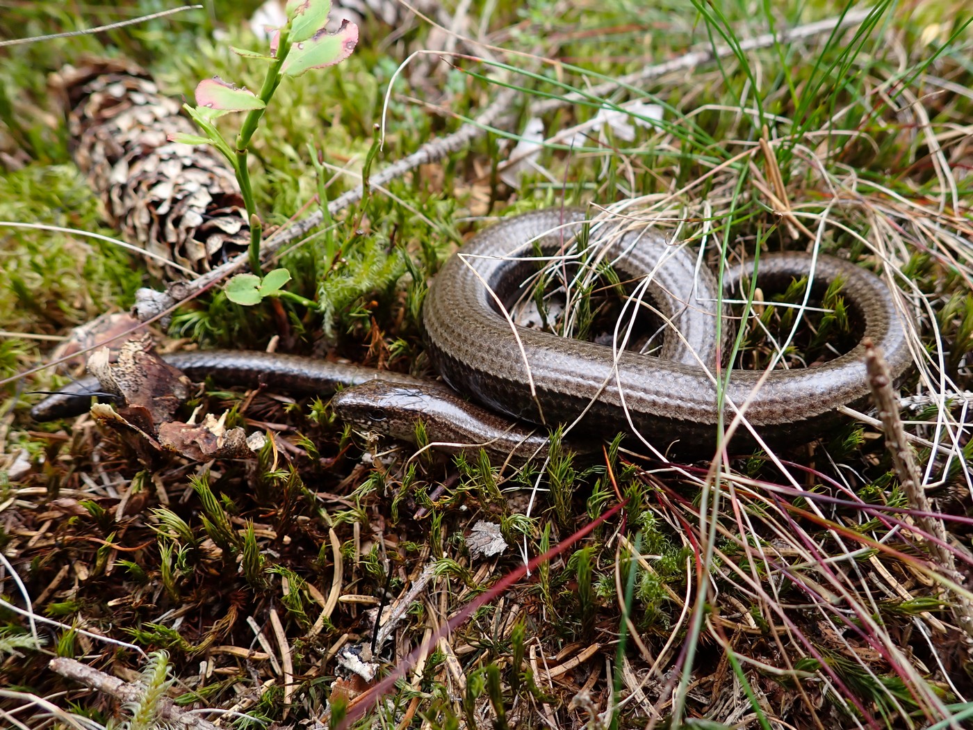 20250910 Myko Harr (31)