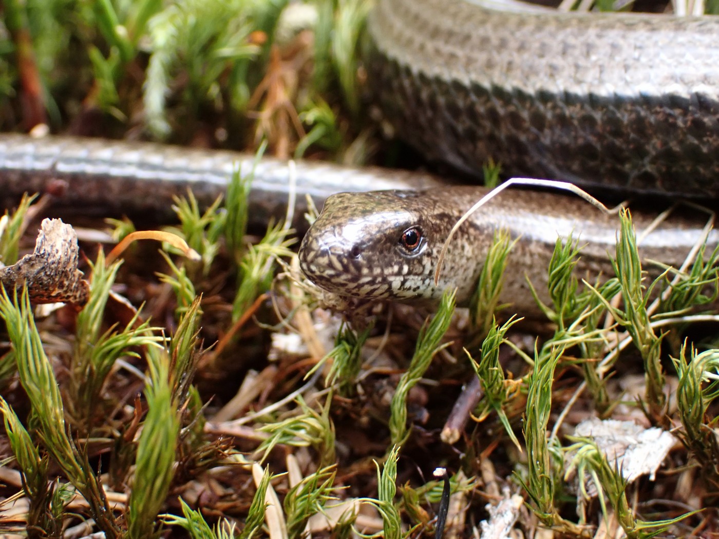 20250910 Myko Harr (32)