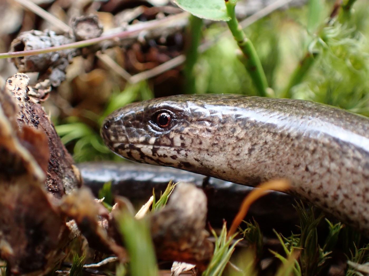 20250910 Myko Harr (33)