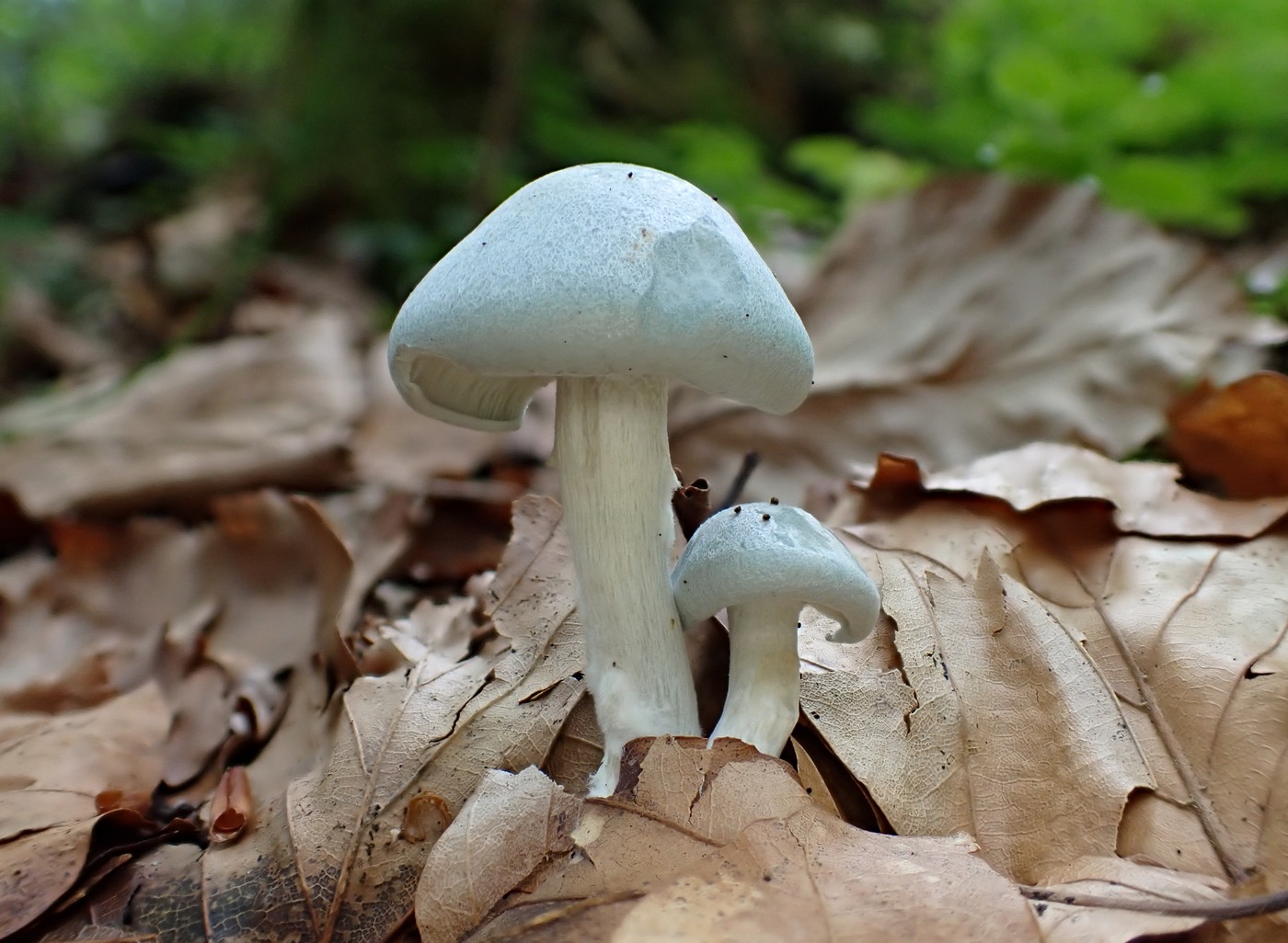 20250910 Myko Harr (34)