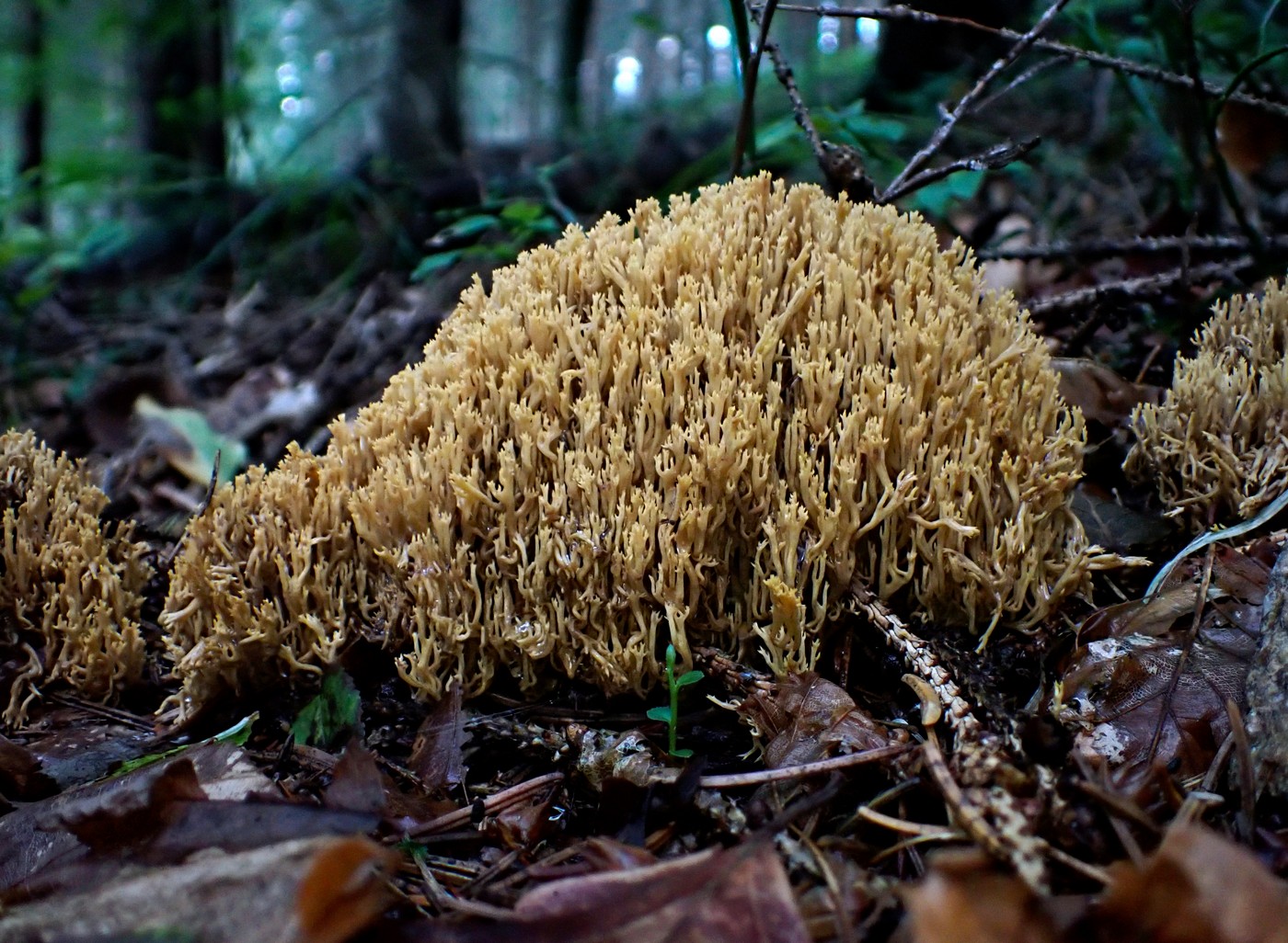 20250911 Myko Harr (3)