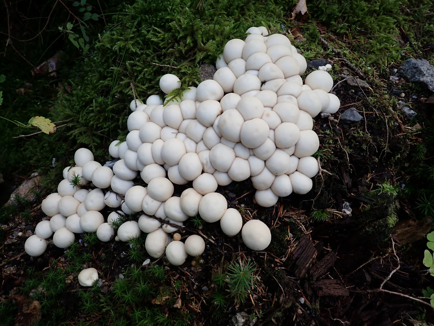 20250911 Myko Harr (4)