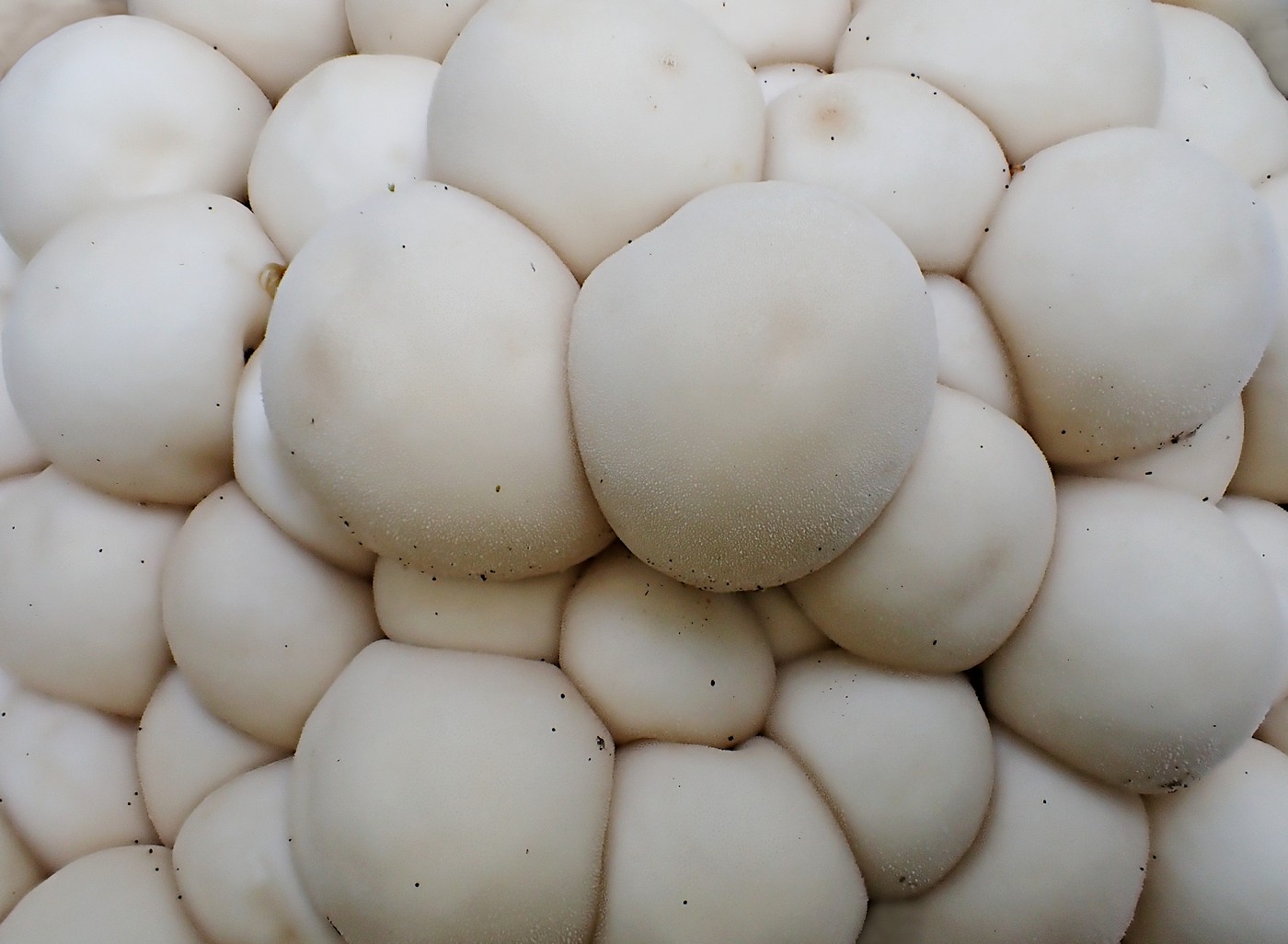 20250911 Myko Harr (5)