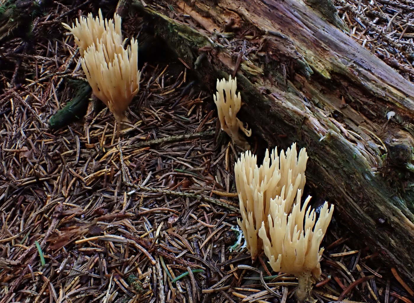 20250911 Myko Harr (6)