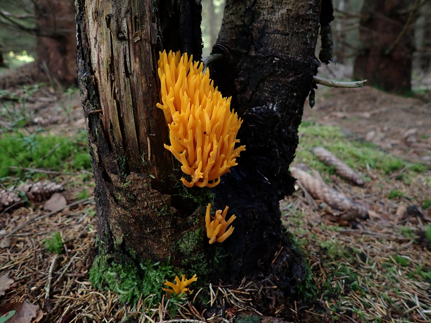 20250911 Myko Harr (8)