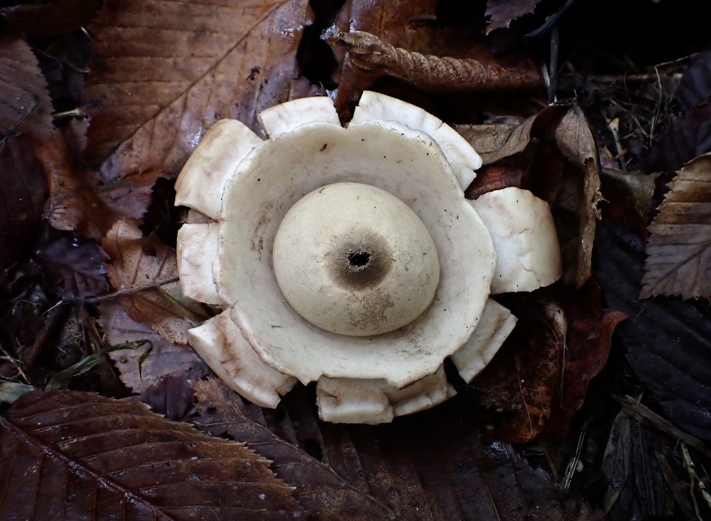 20250912 Myko Krivoklat (1)