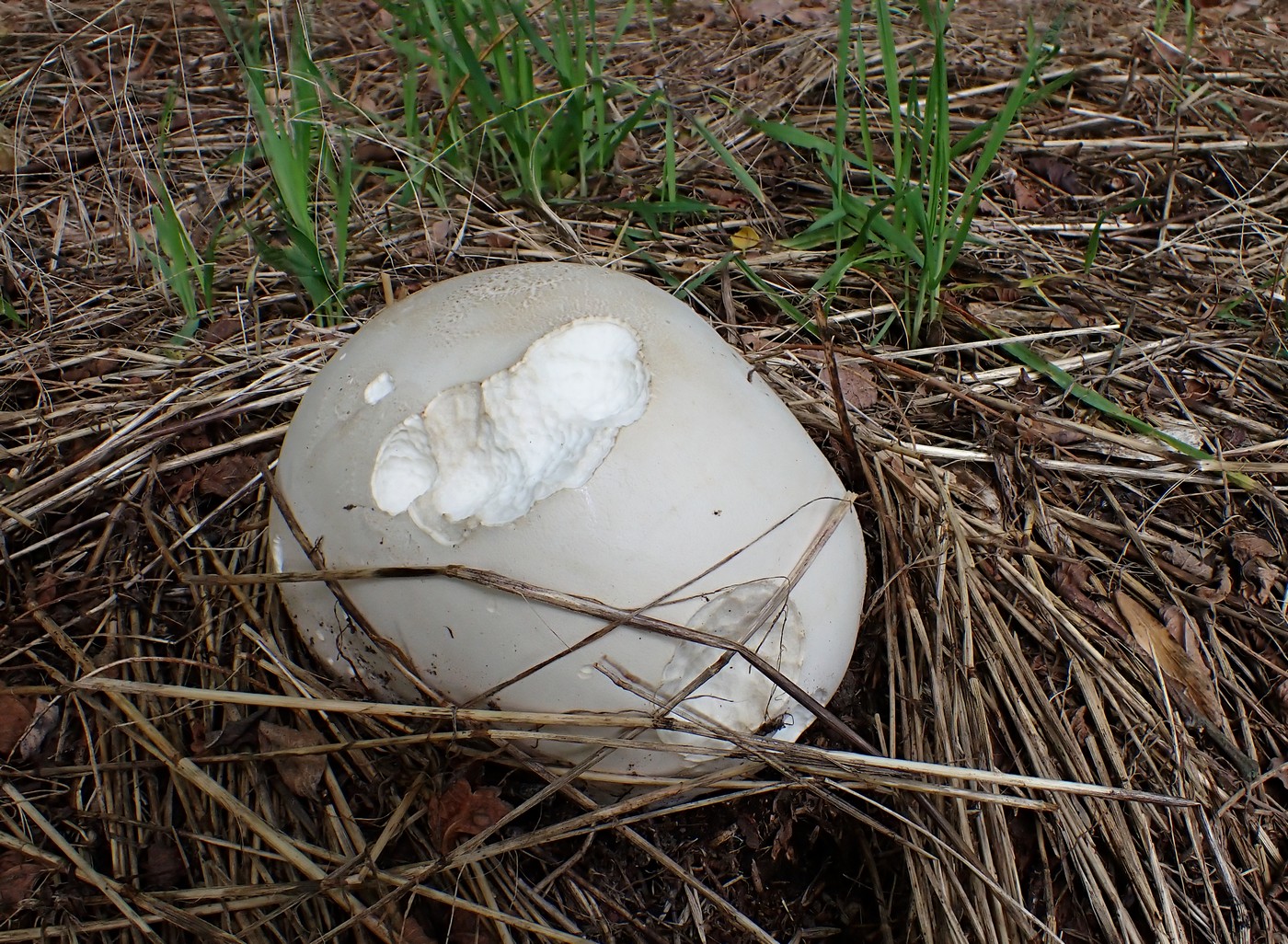 20250912 Myko Krivoklat (2)