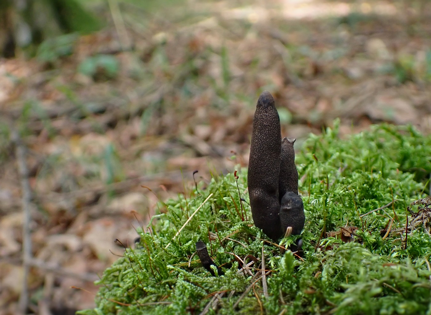 20250912 Myko Krivoklat (3)