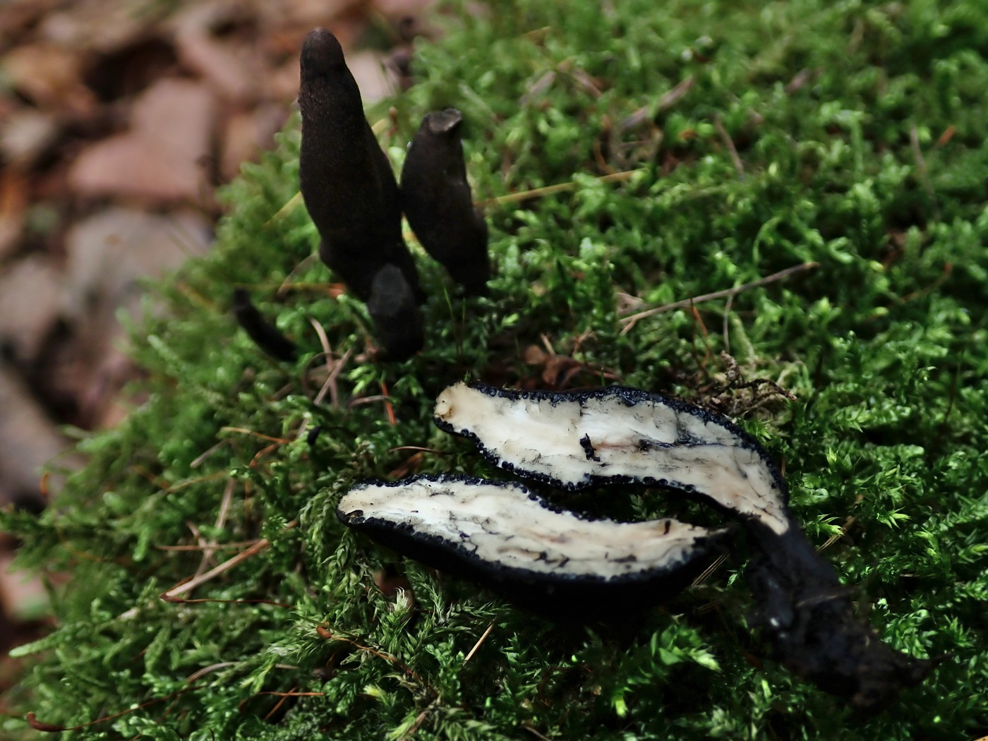 20250912 Myko Krivoklat (4)