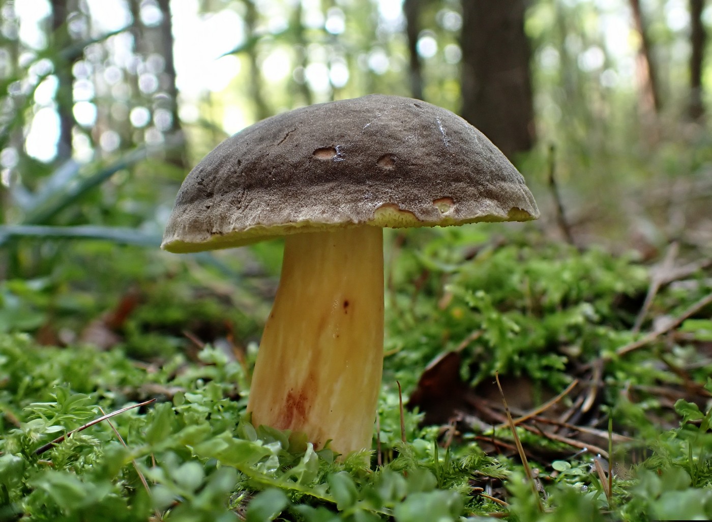 20250912 Myko Krivoklat (5)