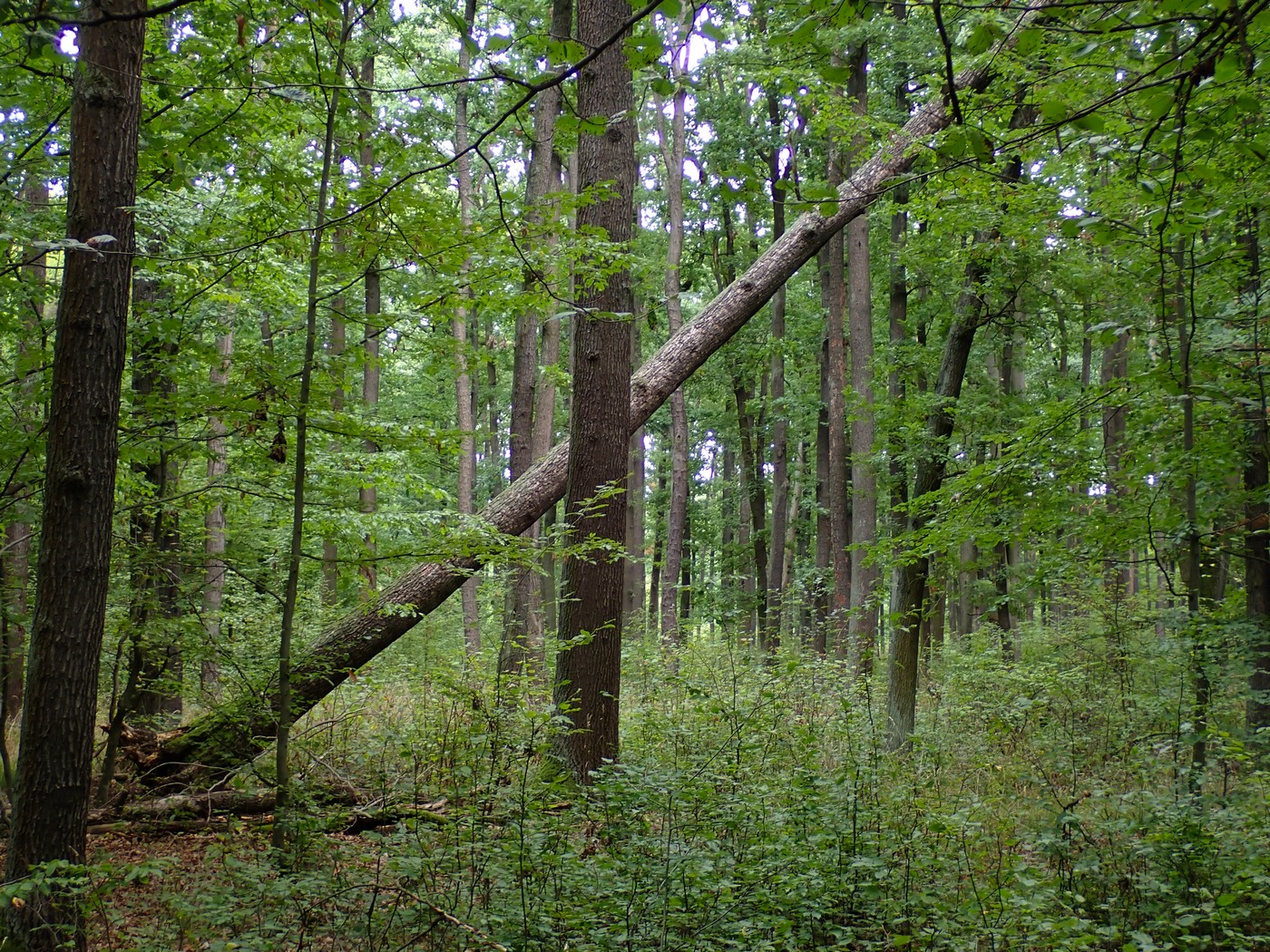 20250912 Myko Krivoklat (6)