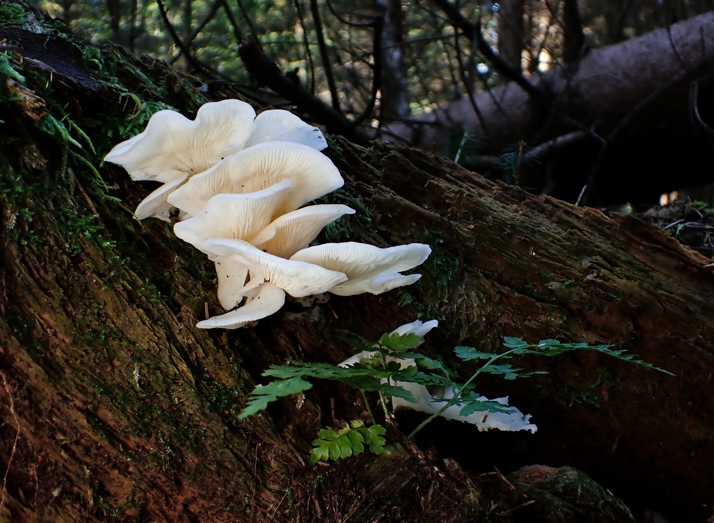 20250916 Myko Harr (3)