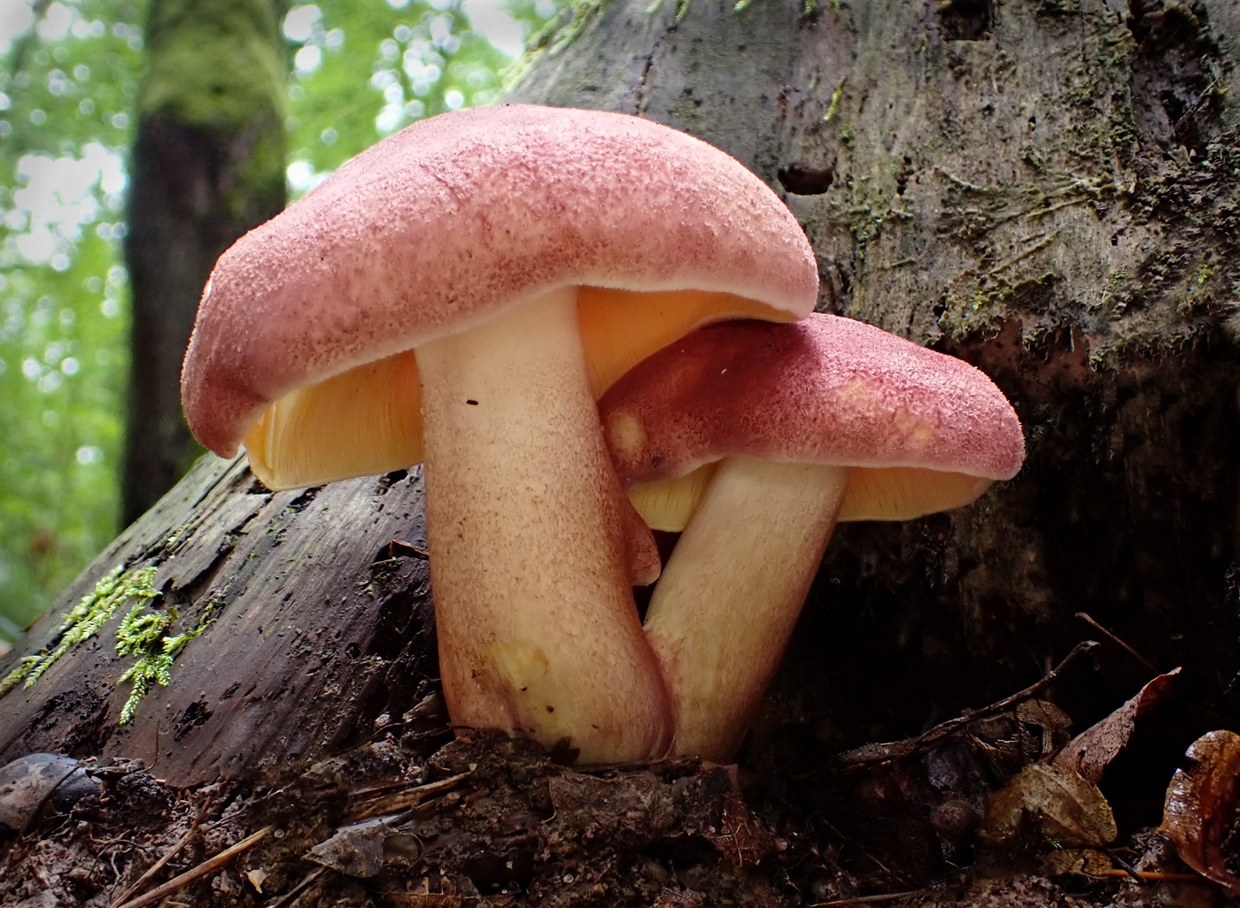 20250927 Myko Beroun (11)