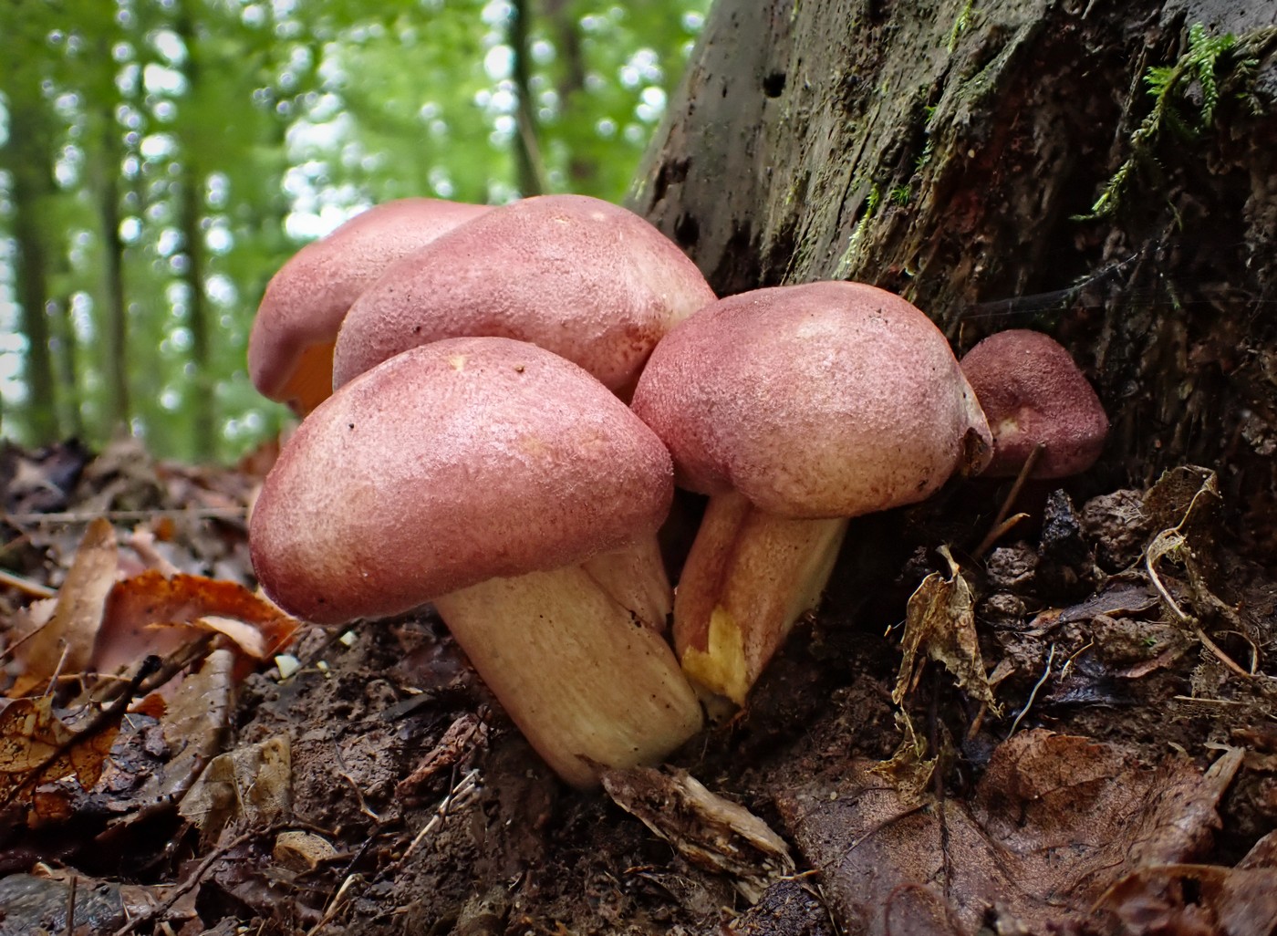 20250927 Myko Beroun (12)