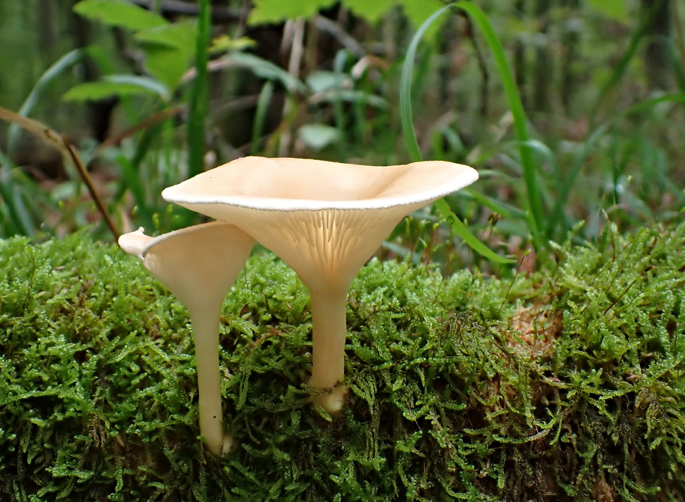 20250927 Myko Beroun (13)