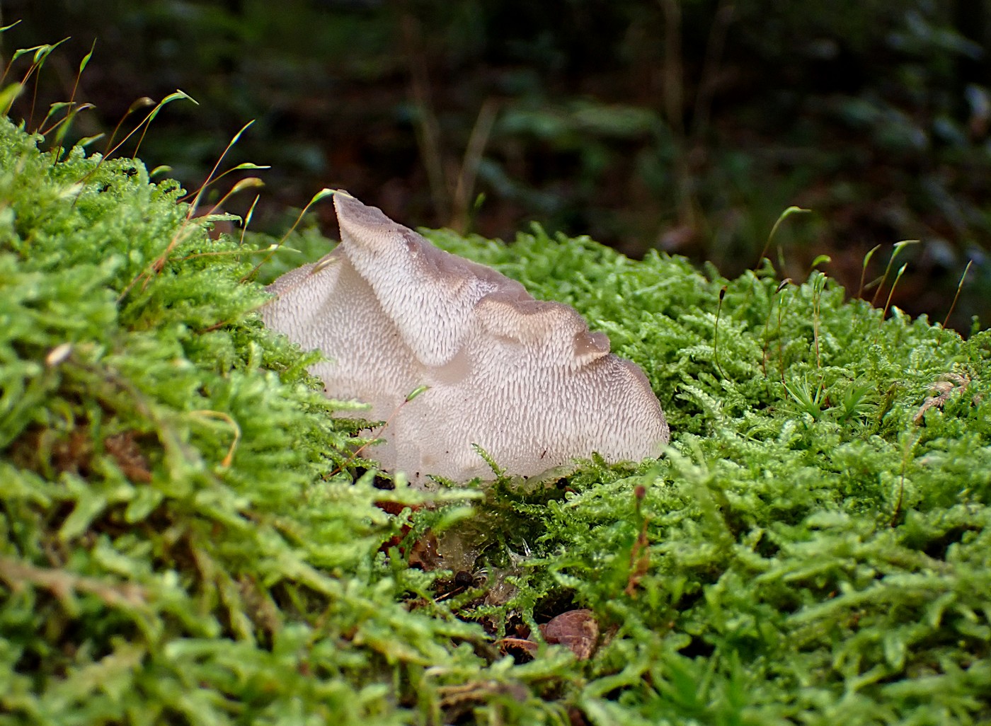 20250927 Myko Beroun (14)