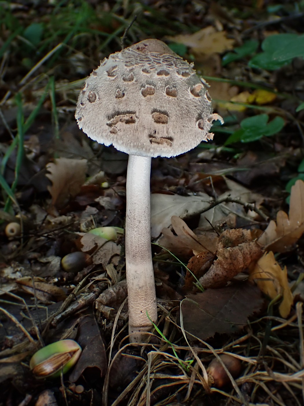 20250927 Myko Beroun (15)