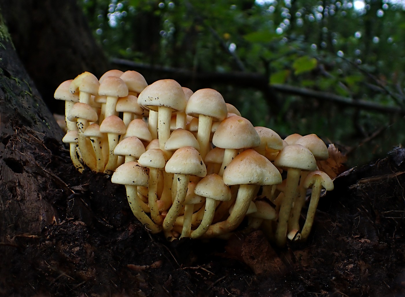 20250927 Myko Beroun (16)