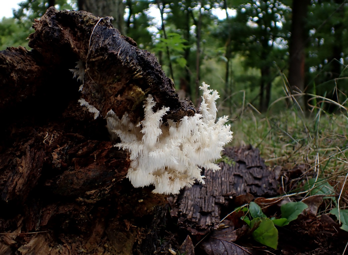 20250927 Myko Beroun (17)