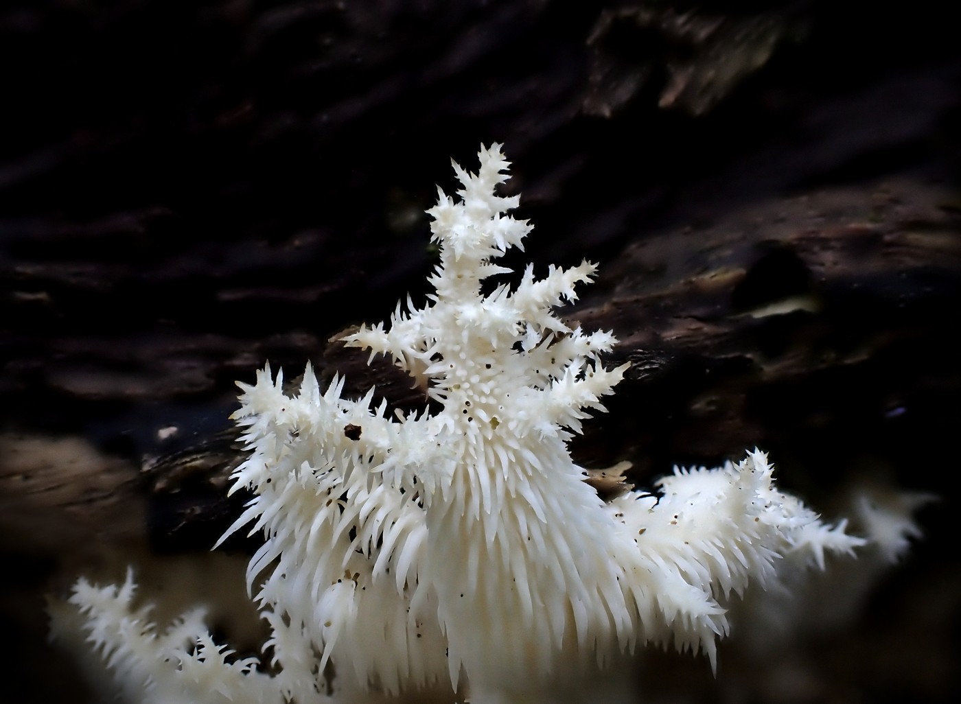 20250927 Myko Beroun (18)