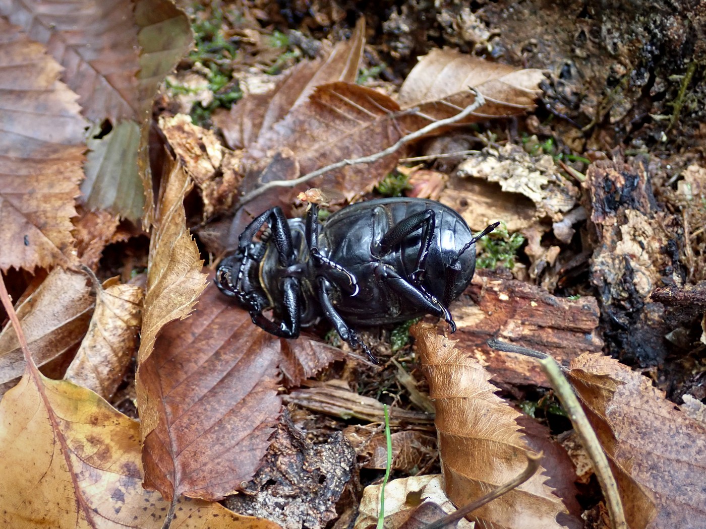 20250927 Myko Beroun (20)