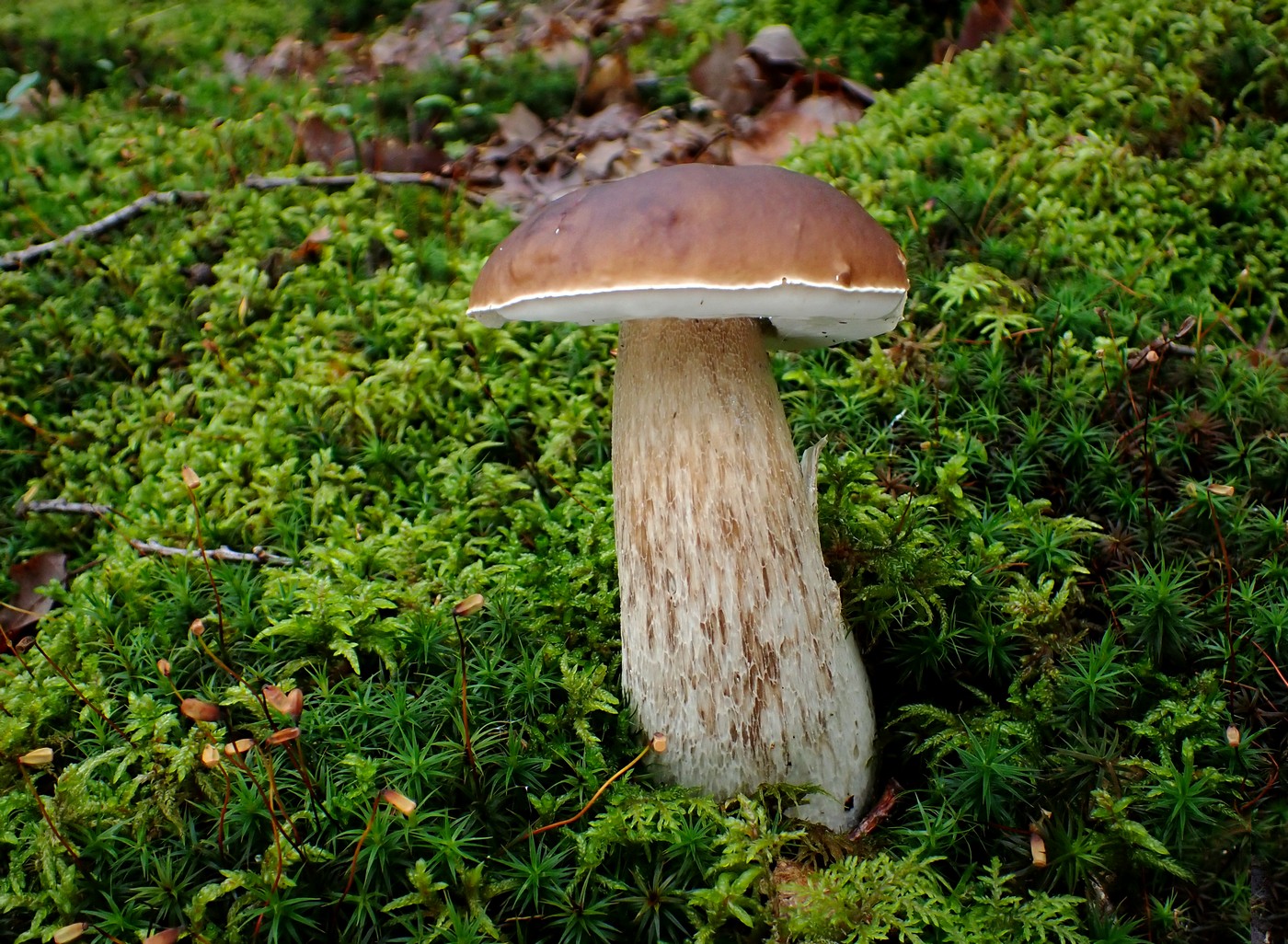 20250927 Myko Beroun (22)