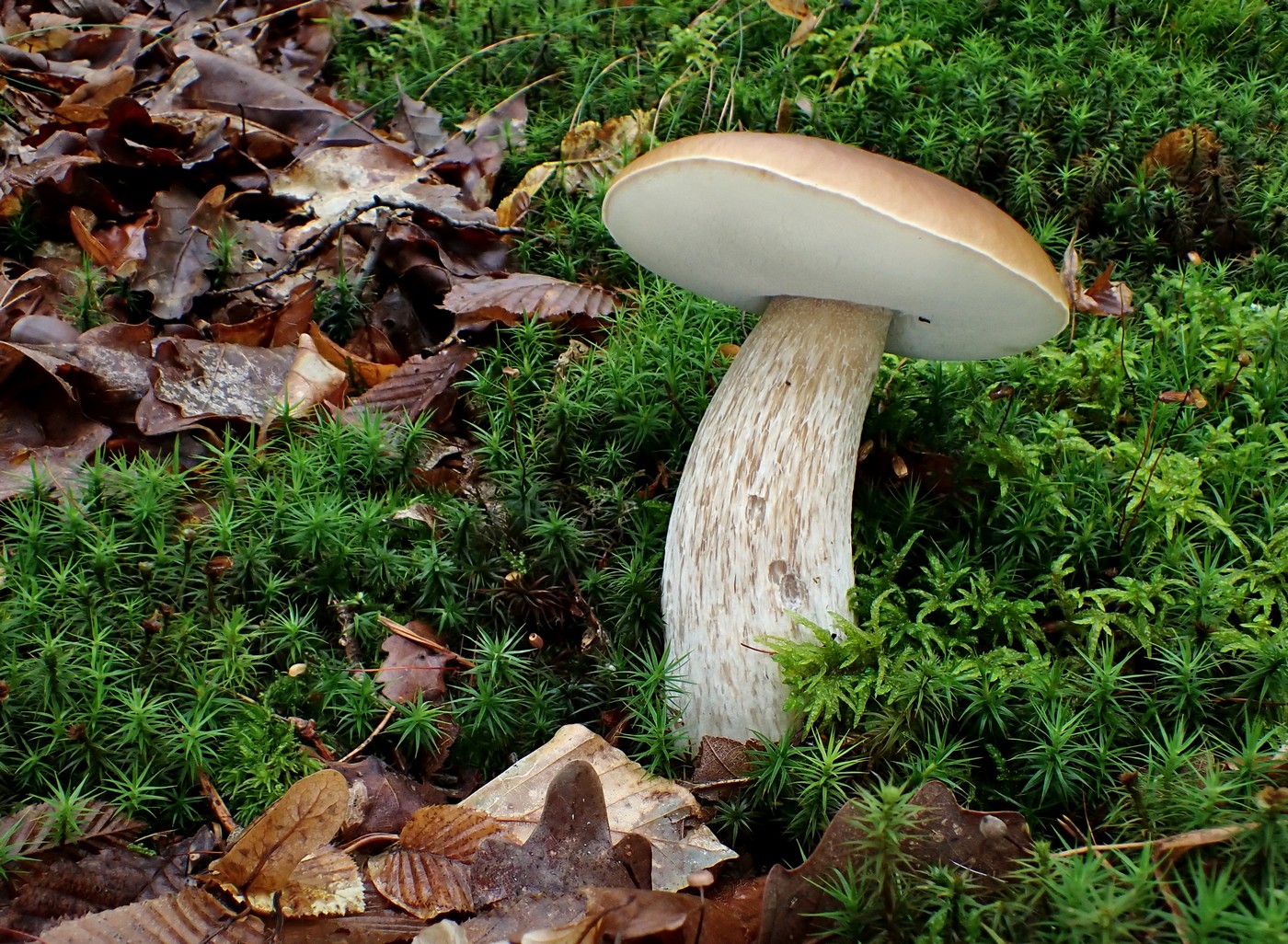 20250927 Myko Beroun (23)