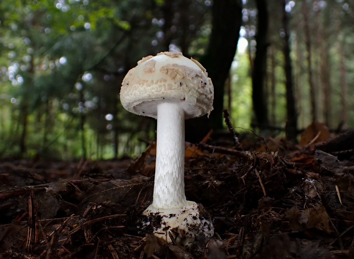 20250927 Myko Beroun (24)