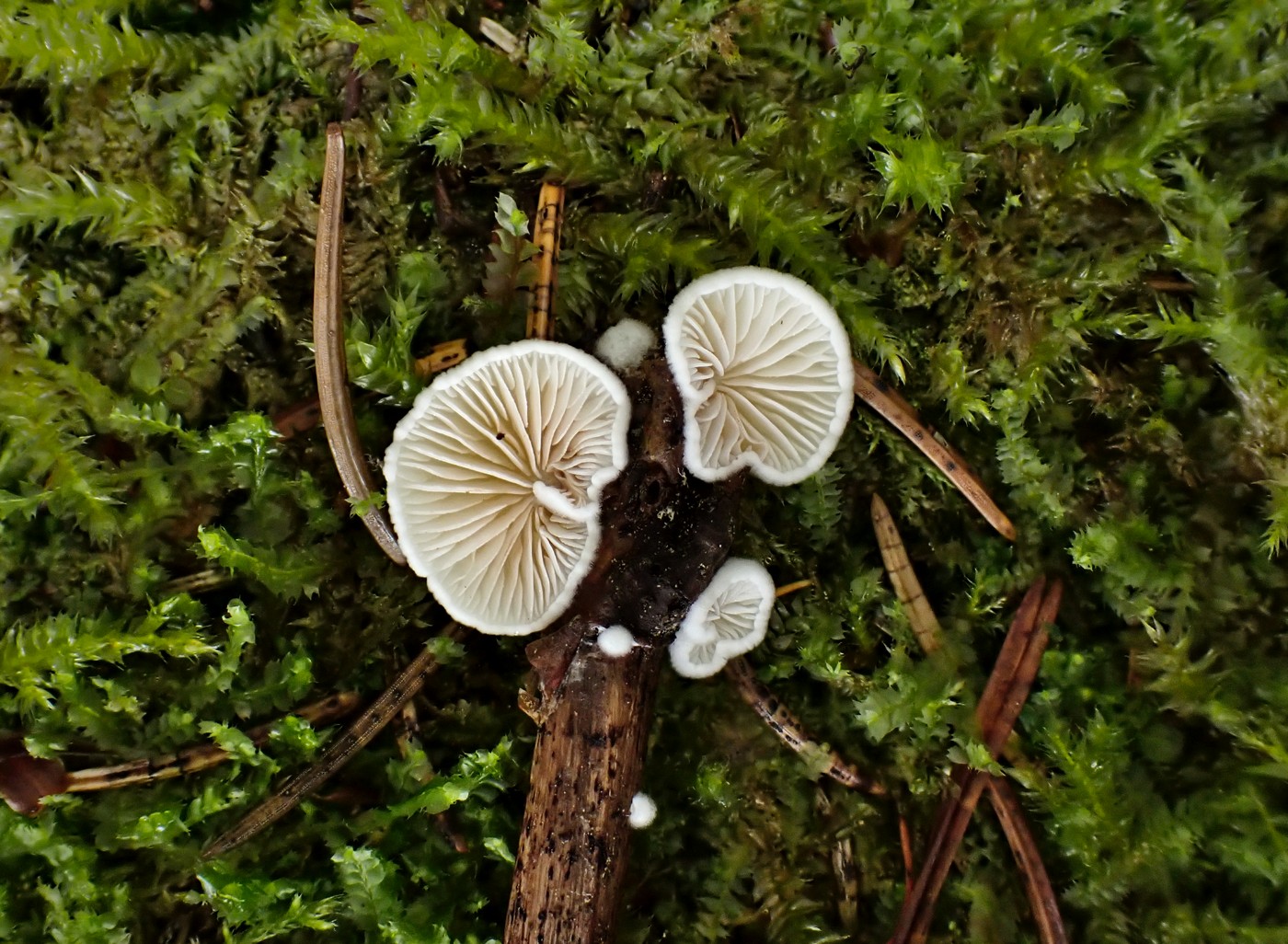 20250927 Myko Beroun (25)