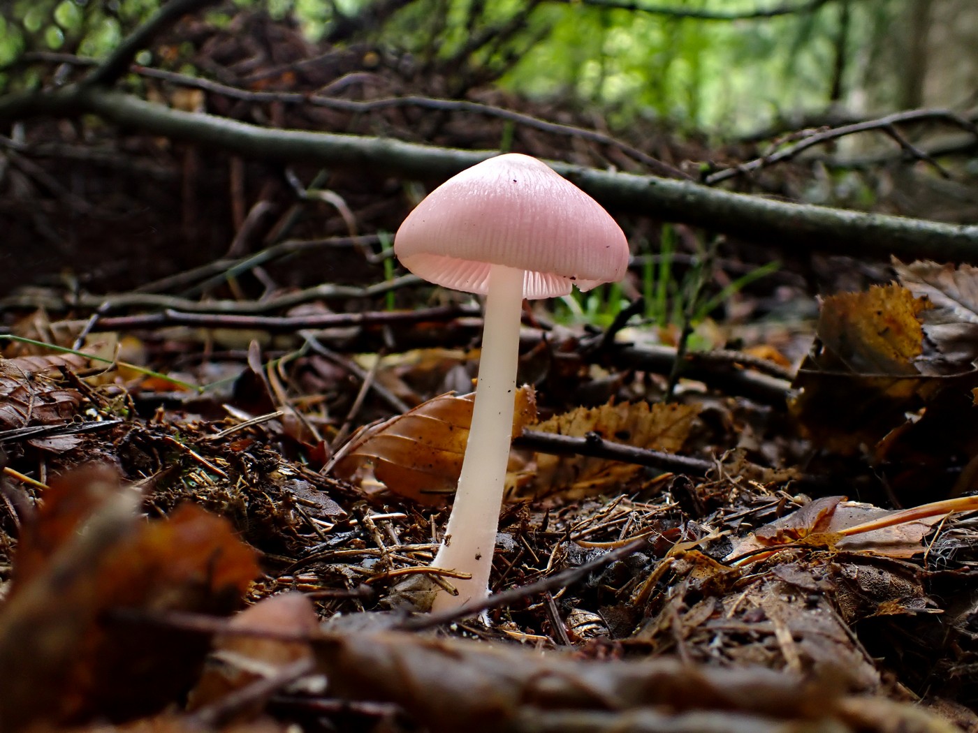 20250927 Myko Beroun (26)