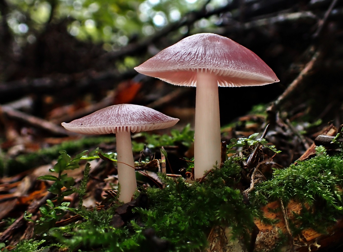 20250927 Myko Beroun (27)