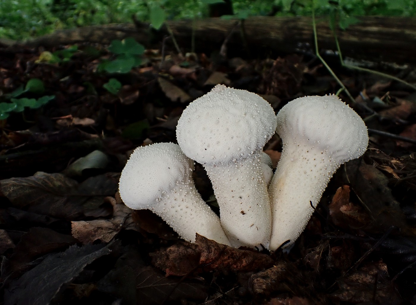 20250927 Myko Beroun (28)