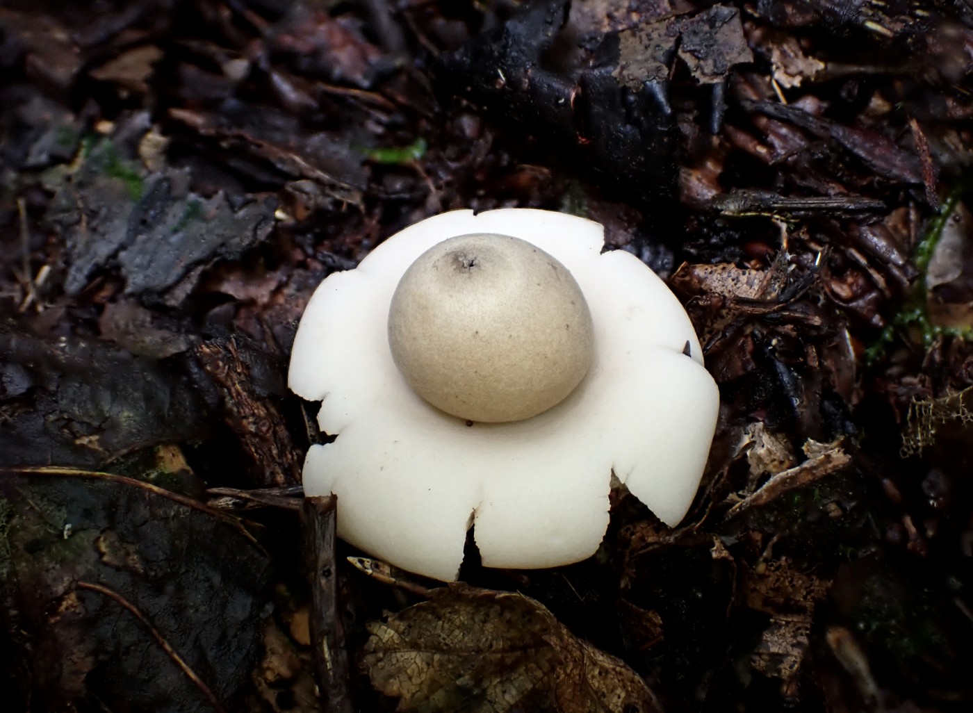 20250927 Myko Beroun (29)